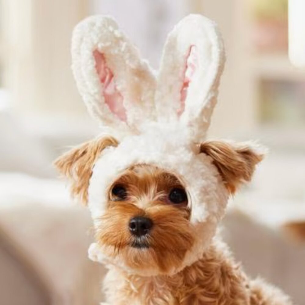 NEW WITH TAGS Frisco Bunny Ears Dog & Cat Costume Accessory, X-Small/Small